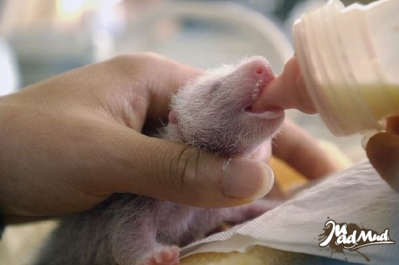 Un employé nourrit un bébé panda.