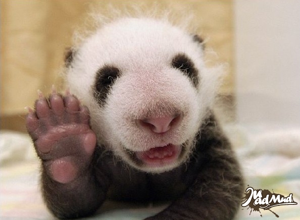 Un bébé panda âgé de 4 semaine semble saluer la photographe de sa « main » droite.