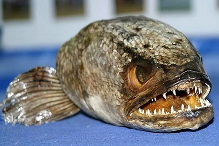 EN IMAGES: les poissons horribles (14)