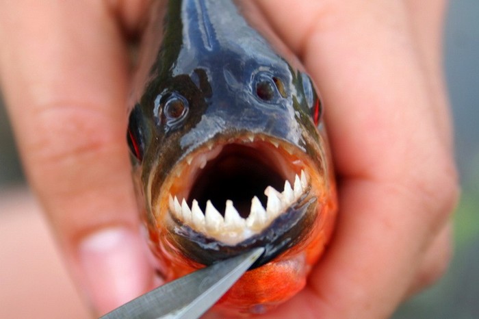 EN IMAGES: les poissons horribles