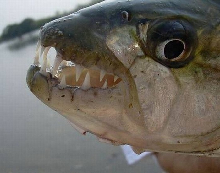 EN IMAGES: les poissons horribles (18)