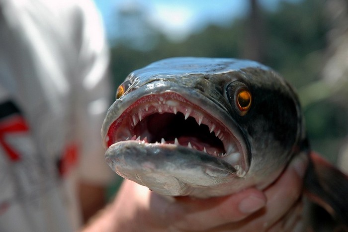 EN IMAGES: les poissons horribles (15)