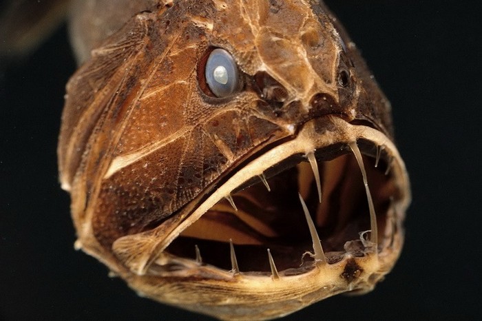 EN IMAGES: les poissons horribles (12)