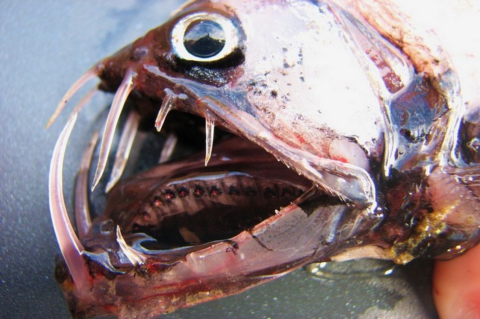 EN IMAGES: les poissons horribles (13)