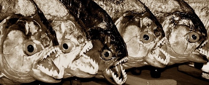 EN IMAGES: les poissons horribles (9)