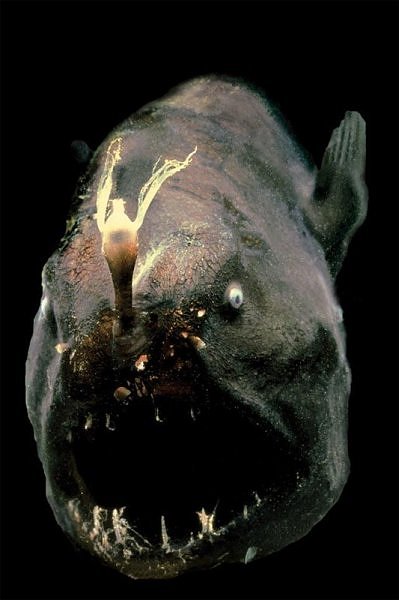 EN IMAGES: les poissons horribles (7)