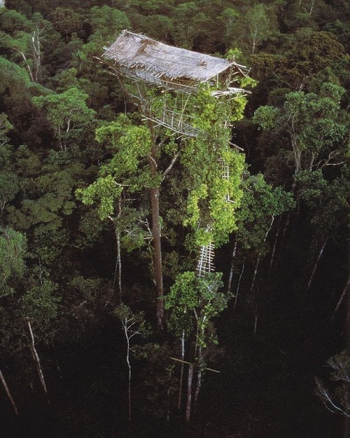 Papouasie-Nouvelle-Guinée : les seuls peuples du monde qui vivent dans les arbres (2)