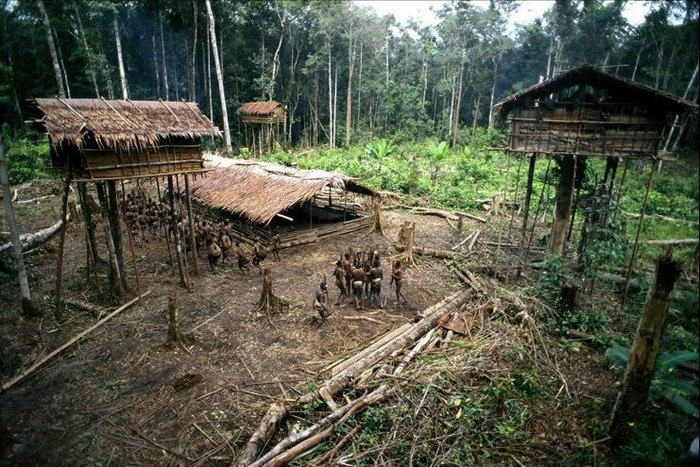Papouasie-Nouvelle-Guinée : les seuls peuples du monde qui vivent dans les arbres (7)
