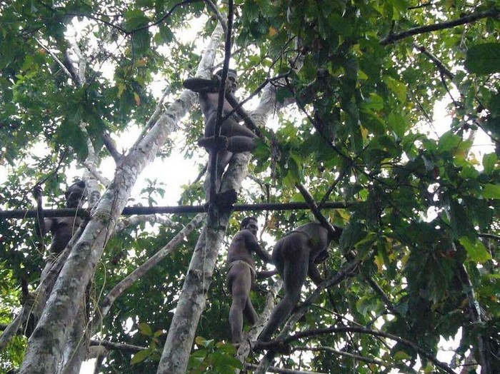 Papouasie-Nouvelle-Guinée : les seuls peuples du monde qui vivent dans les arbres (8)