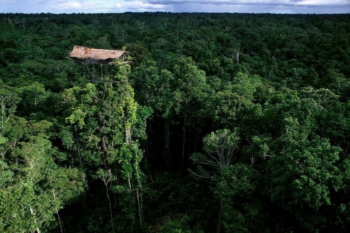 Papouasie-Nouvelle-Guinée : les seuls peuples du monde qui vivent dans les arbres