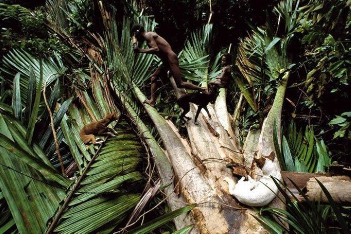 Papouasie-Nouvelle-Guinée : les seuls peuples du monde qui vivent dans les arbres (14)