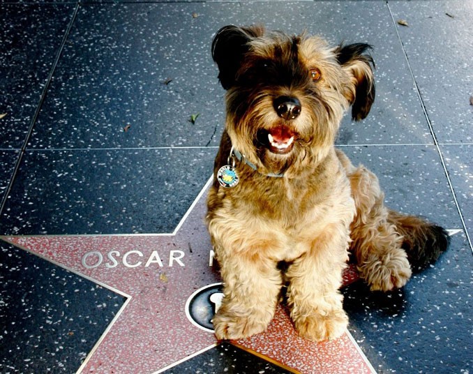 Oscar le « chien voyageur » tué dans un accident de la route (20)