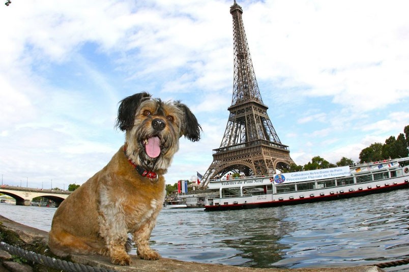 Oscar le « chien voyageur » tué dans un accident de la route (2)