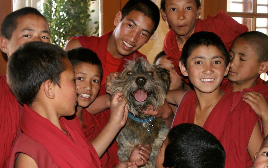 Oscar le « chien voyageur » tué dans un accident de la route (14)