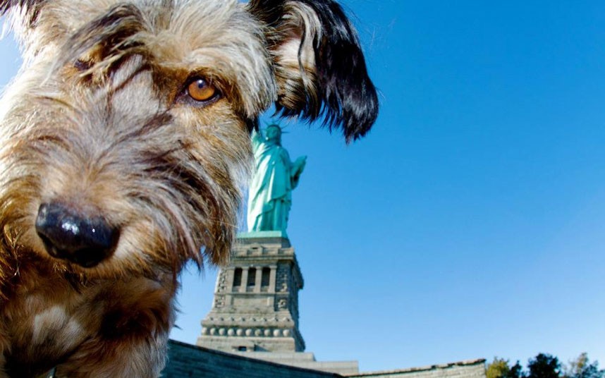 Oscar le « chien voyageur » tué dans un accident de la route (5)