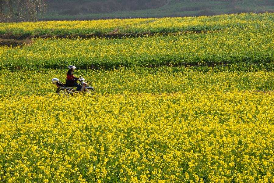Le 22 janvier 2013, une habitante passe en scooter dans les champs de colza fleuri à Luoping du Yunnan en Chine. (Xinhua/Mao Hong)