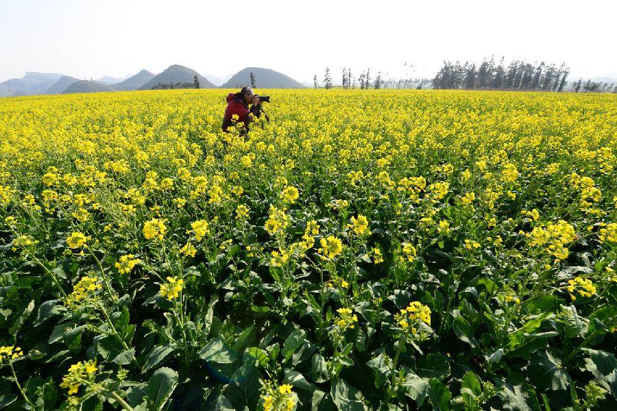 Le 22 janvier 2013, un photographe dans le champs de colza à Luoping du Yunnan en Chine. (Xinhua/Mao Hong)