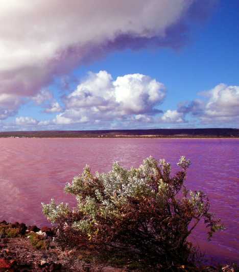 Hutt Lagoon : un lac rose (11)