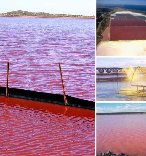 Hutt Lagoon : un lac rose (8)