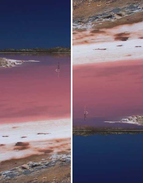 Hutt Lagoon : un lac rose (5)