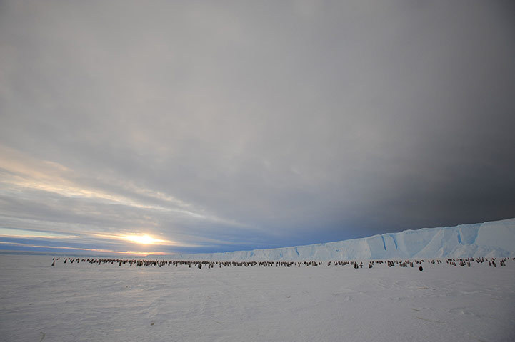 Antarctique : à la découverte d'une colonie de manchots empereurs