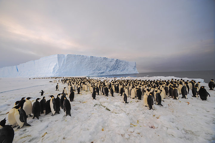 Antarctique : à la découverte d'une colonie de manchots empereurs (2)