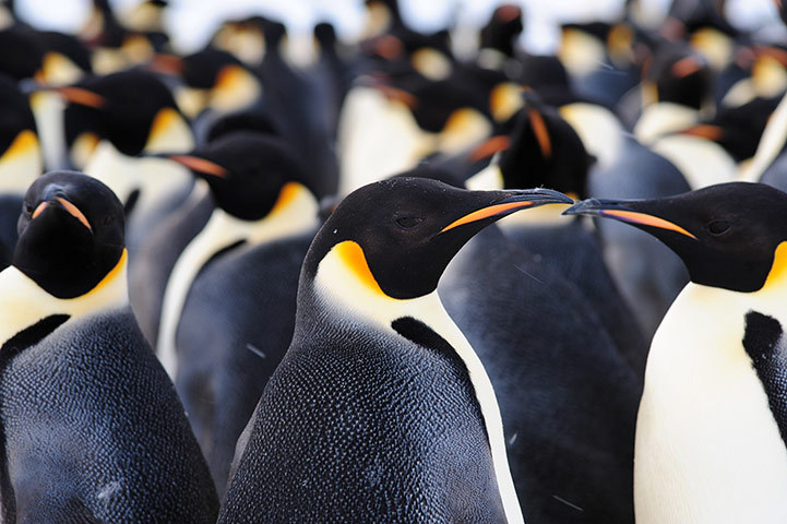 Antarctique : à la découverte d'une colonie de manchots empereurs (4)