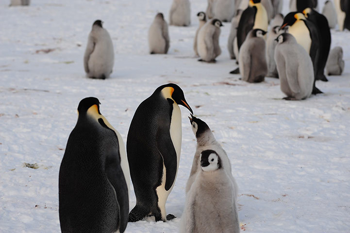 Antarctique : à la découverte d'une colonie de manchots empereurs (9)