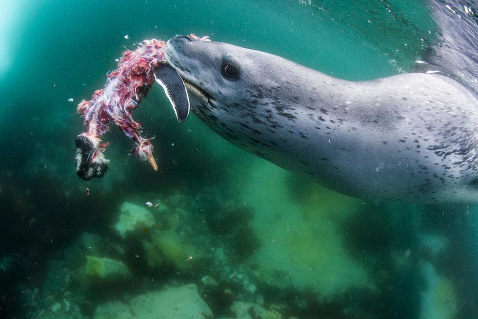 En images : un léopard de mer traque un pingouin pour se nourrir (5)