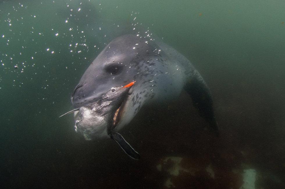 En images : un léopard de mer traque un pingouin pour se nourrir (4)