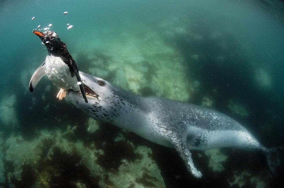 En images : un léopard de mer traque un pingouin pour se nourrir (3)