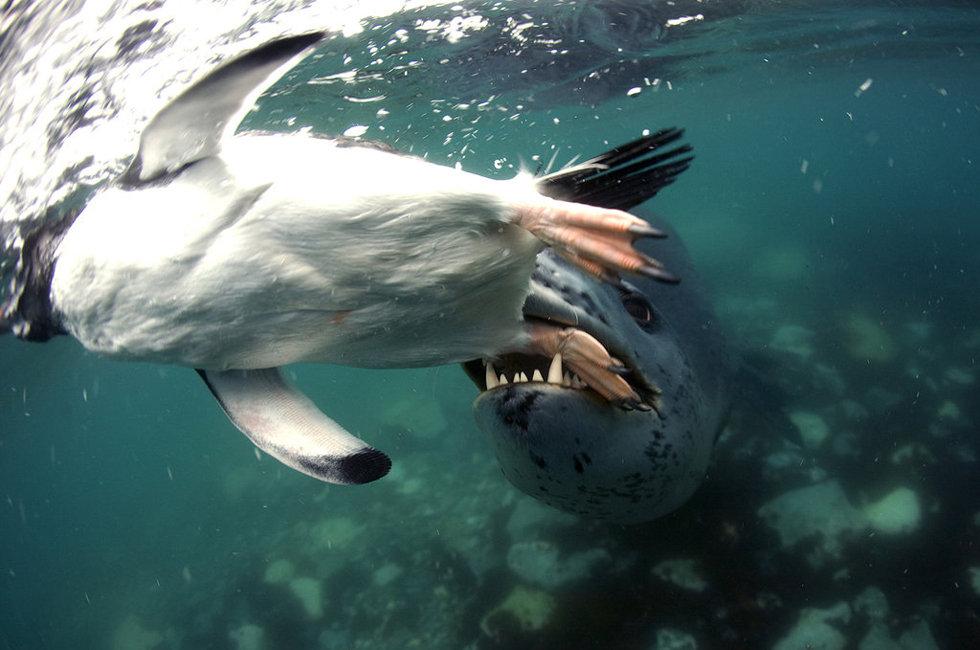 En images : un léopard de mer traque un pingouin pour se nourrir (2)