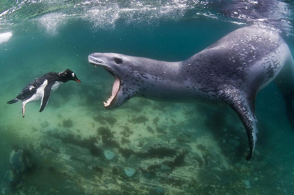 En images : un léopard de mer traque un pingouin pour se nourrir