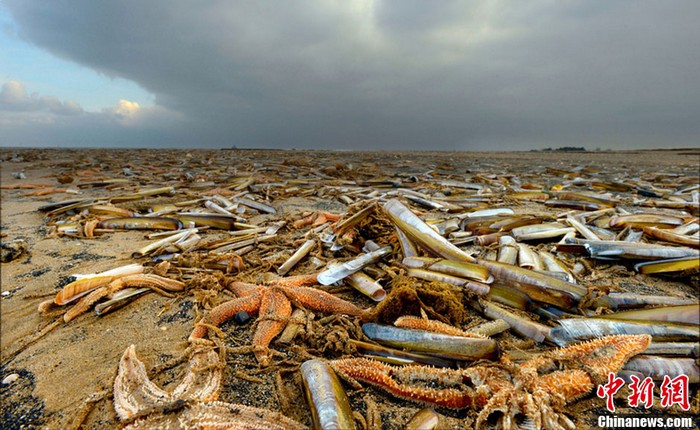 4000 étoiles de mer mortes s'échouent sur une plage de Grande-Bretagne (3)