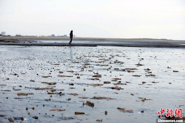 4000 étoiles de mer mortes s'échouent sur une plage de Grande-Bretagne (2)