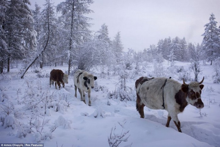 Oïmiakon: l'endroit le plus froid sur Terre (3)