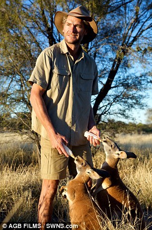 L'Australien Chris Barnes et son orphelinat de kangourous (8)
