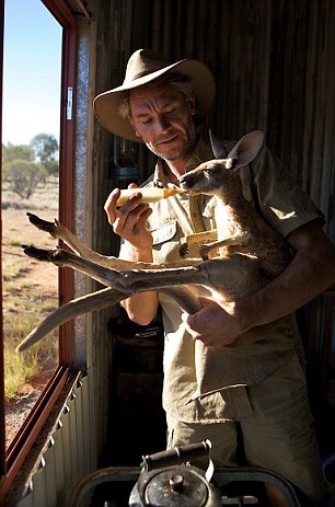 L'Australien Chris Barnes et son orphelinat de kangourous (4)