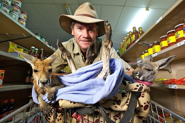 L'Australien Chris Barnes et son orphelinat de kangourous (2)