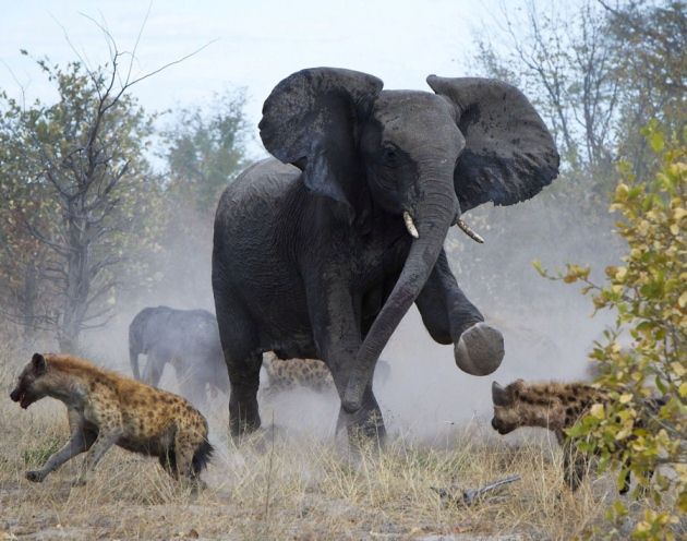 Photos: combats entre des animaux sauvages (13)