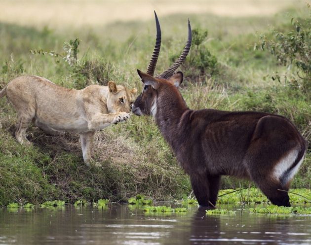 Photos: combats entre des animaux sauvages (3)