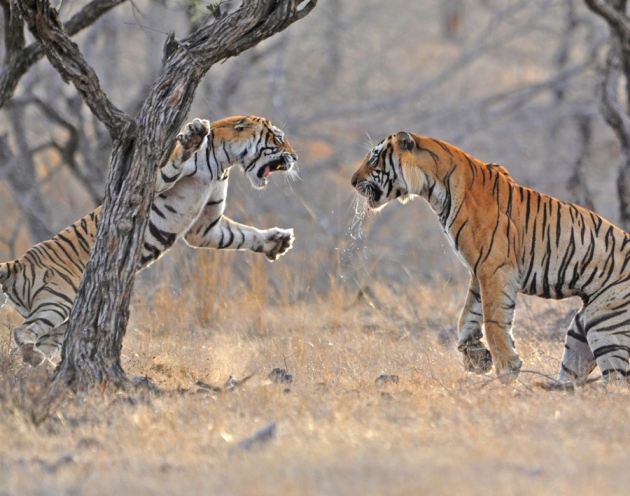 Photos: combats entre des animaux sauvages (5)