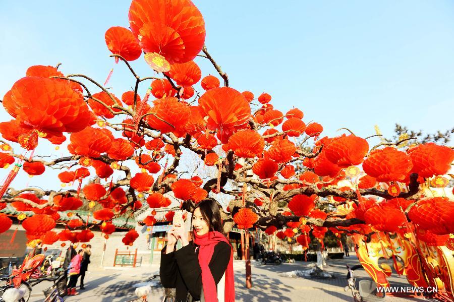 Une touriste photographie des lanternes rouges accrochées sur un arbre du parc du Temple de la Terre à Beijing, le 2 février 2013. (Xinhua)