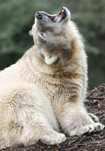 Quand les animaux bâillent (14)