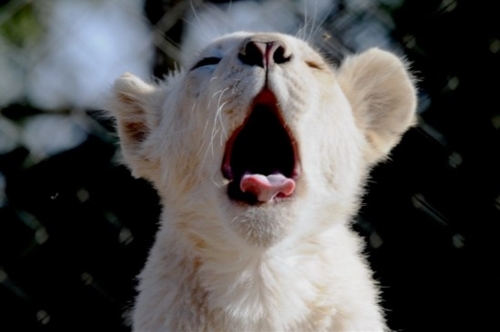 Quand les animaux bâillent