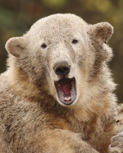 Quand les animaux bâillent (2)