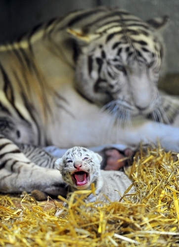 Quand les animaux bâillent (4)