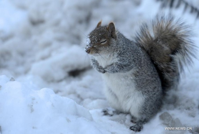 New York: Central Park sous la neige (9)