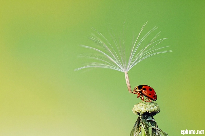 Les œuvres sélectionnées pour le concours Sony World Photography Awards 2013 (9)