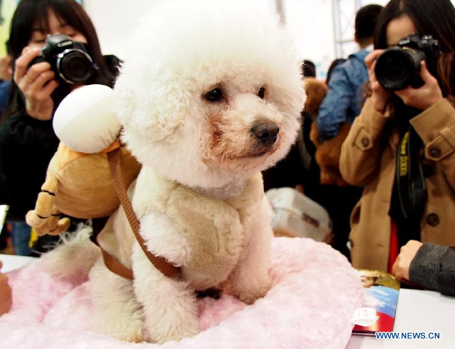 Photo prise le 3 mars 2013 montrant un chien lors de la 5e Foire d'animaux de compagnie de Shanghai